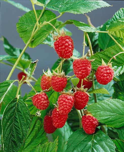 Rubus idaeus Willamette type
