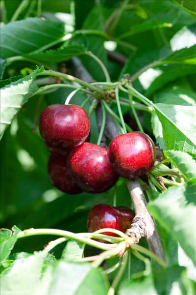 Prunus avium Celeste ®