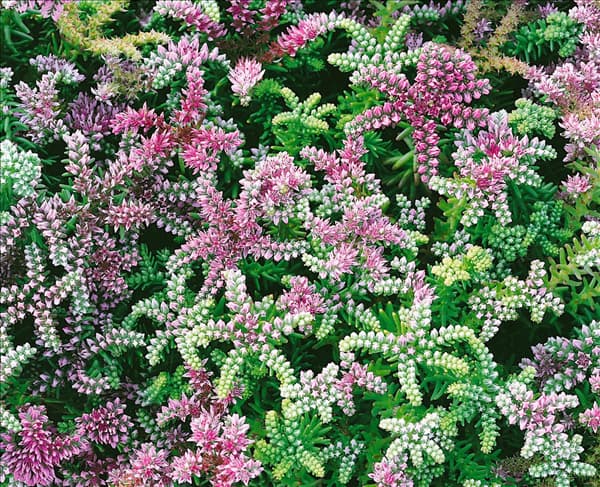Sedum pulchellum Sea Star