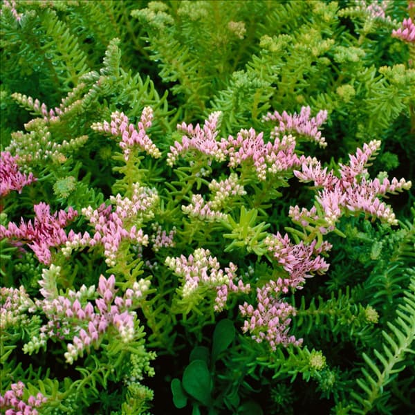 Sedum pulchellum Sea Star