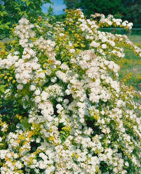 Spiraea x vanhouttei Gold Fountain