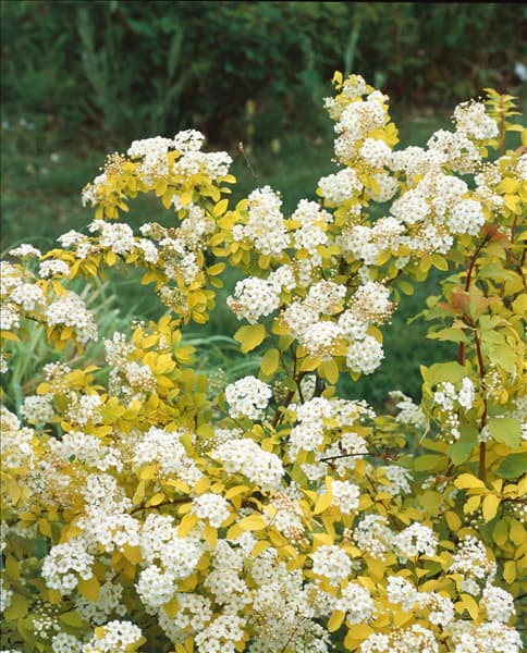 Spiraea x vanhouttei Gold Fountain