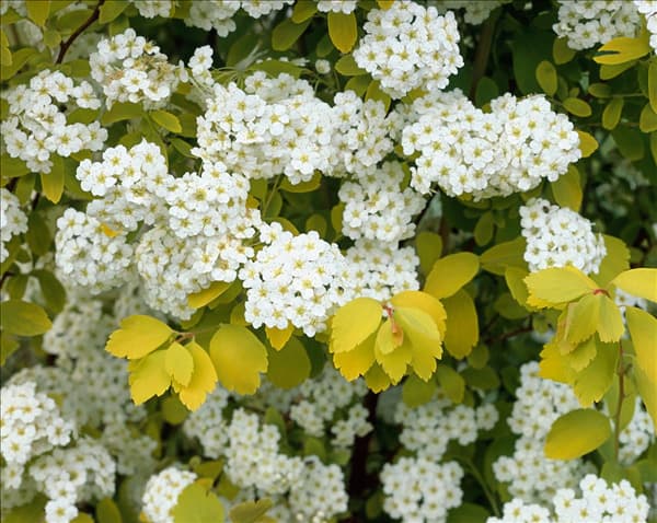 Spiraea x vanhouttei Gold Fountain