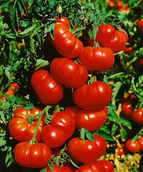 Tomaten MARMANDE