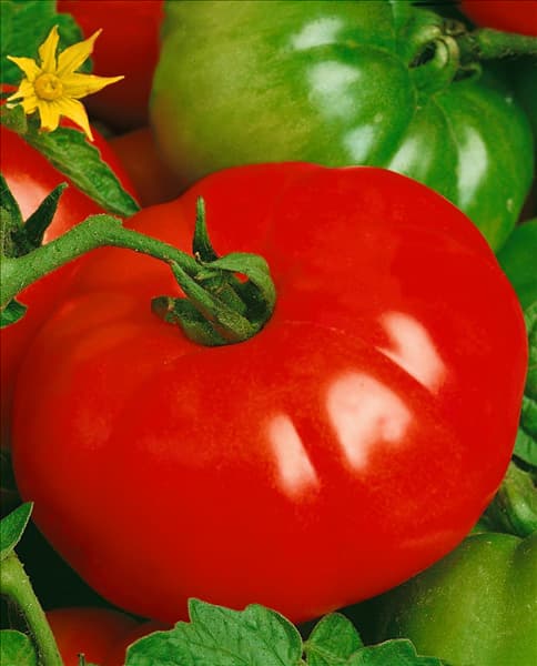 Tomaten MARMANDE