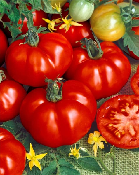 Tomaten SUPER MARMANDE