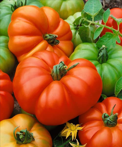 Tomaten MARMANDE