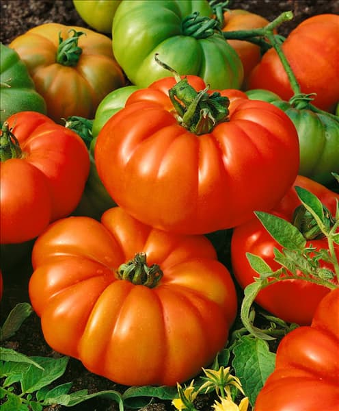 Tomaten SUPER MARMANDE