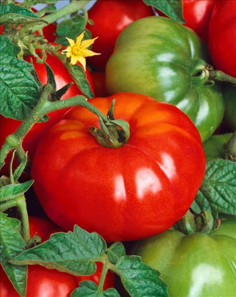 Tomaten MARMANDE