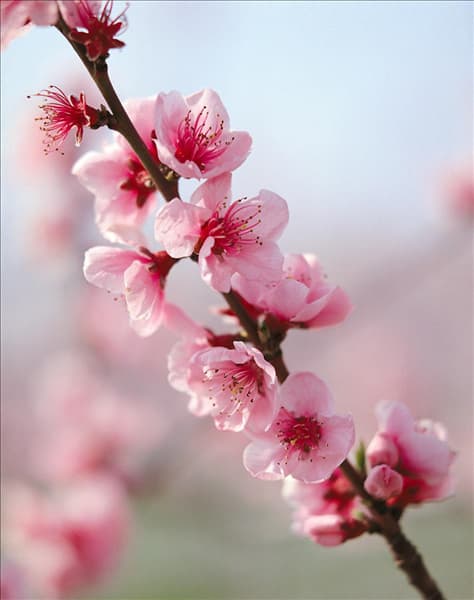 Pfirsichblüten / Prunus persica blossoms