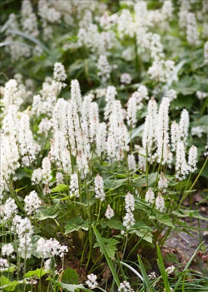 Tiarella cordifolia
