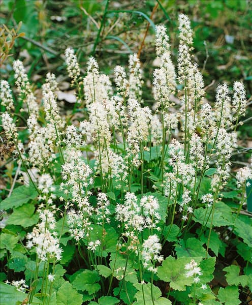 TIARELLA cordifolia