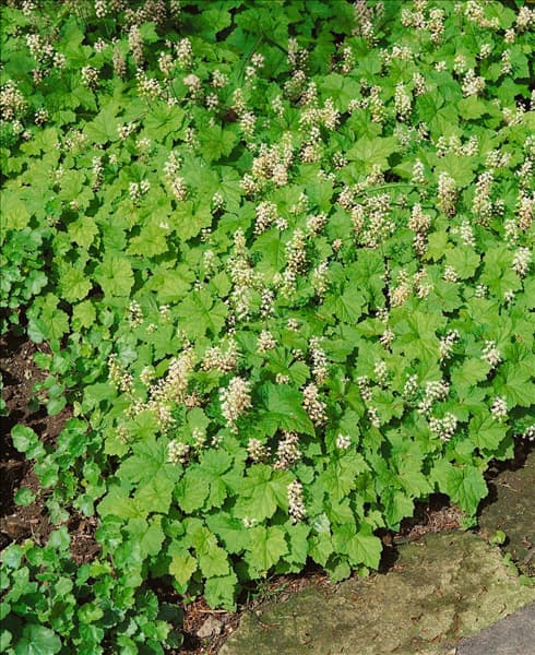 Tiarella cordifolia