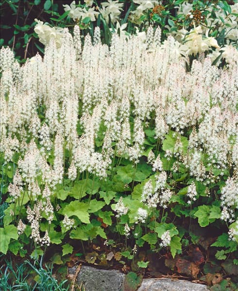 TIARELLA cordifolia