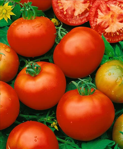 Tomaten MONEYMAKER TYPE