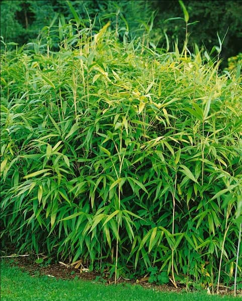 PSEUDOSASA JAPONICA