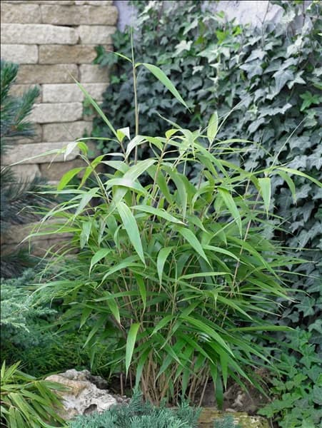 Pseudosasa japonica