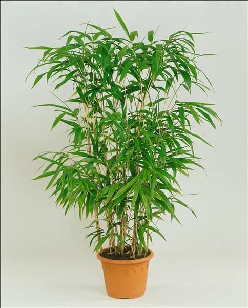 Pseudosasa japonica