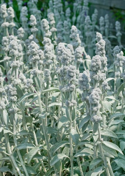 Stachys byzantina Cotton Ball