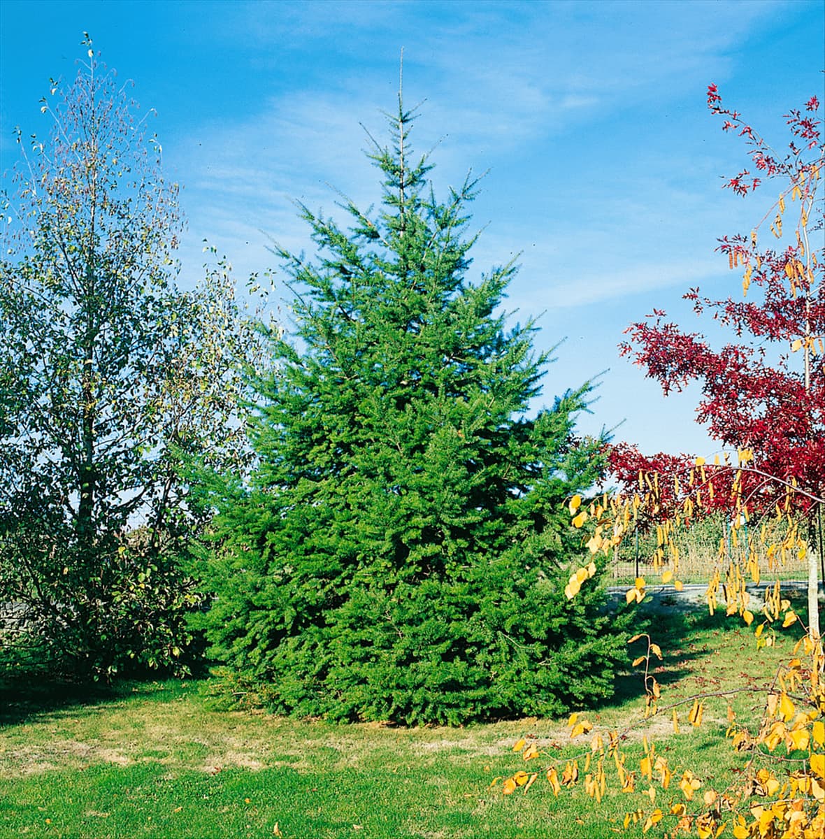 PSEUDOTSUGA MENZIESII (P. DOUGLASII)