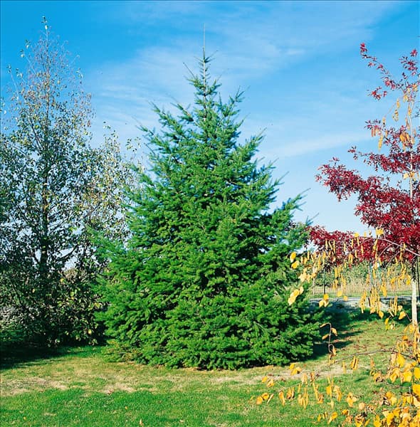 PSEUDOTSUGA MENZIESII (P. DOUGLASII)