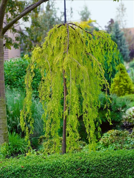 Taxodium distichum Cascade Falls