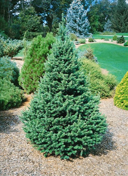 Pseudotsuga menziesii Enviromentes