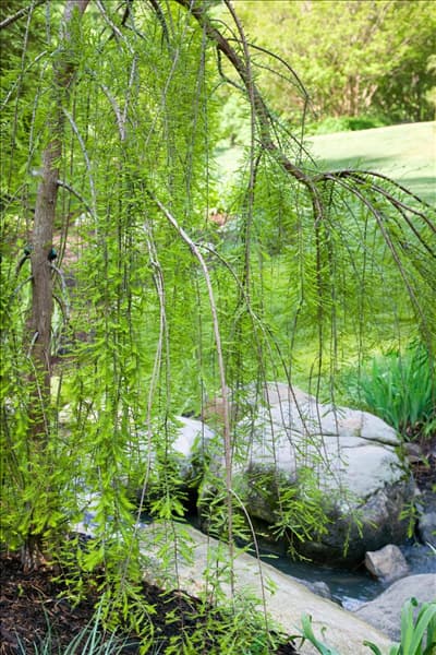 Taxodium distichum Cascade Falls
