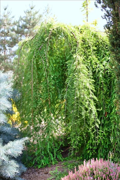 Taxodium distichum Cascade Falls