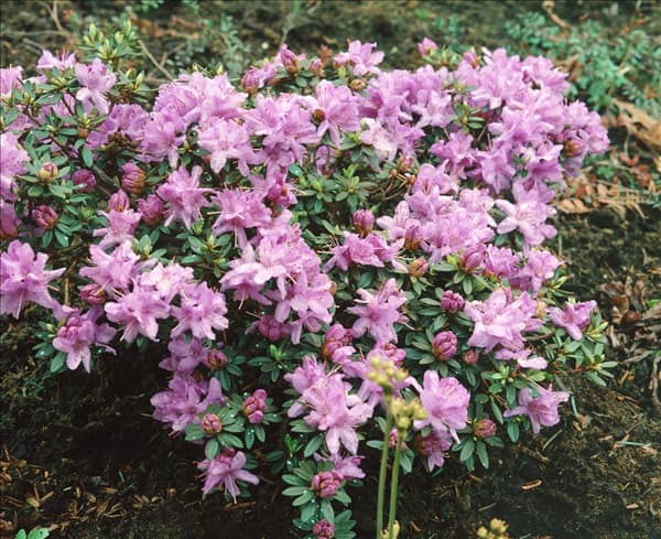 RHODODENDRON IMPEDITUM