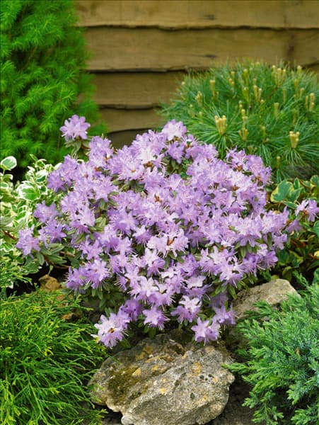 Rhododendron impeditum Moerheim Hybridum