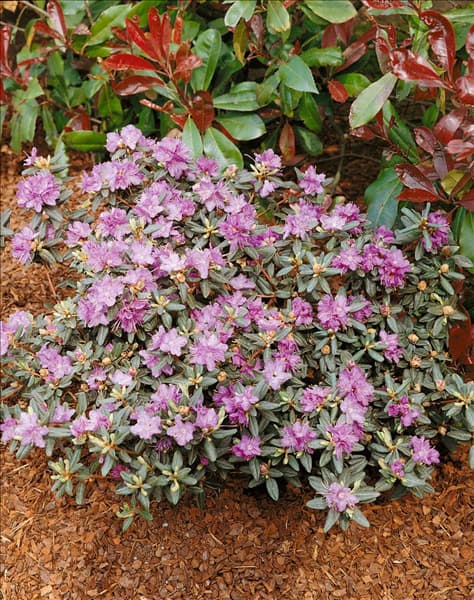 RHODODENDRON IMPEDITUM