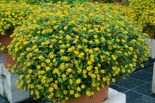 Sanviatlia speciosa Golden Glow in pot