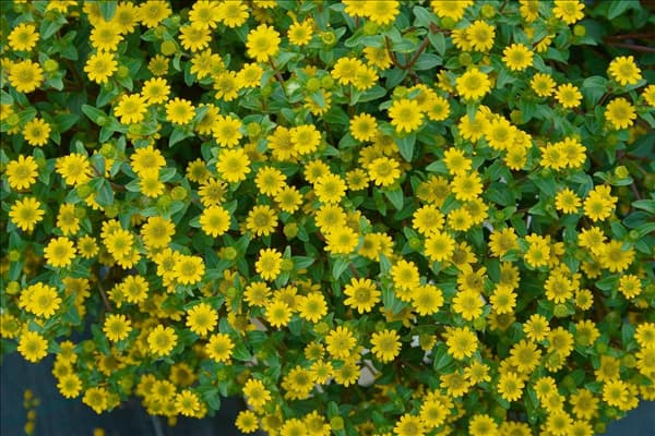Sanvitalia speciosa Safari