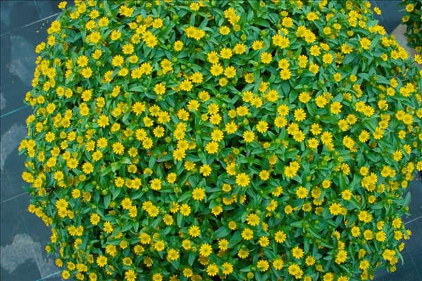 Sanvitalia speciosa Starbini