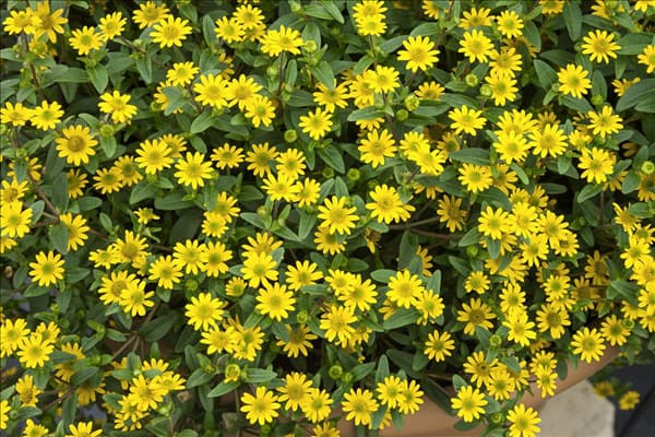 Sanvitalia speciosa Sunset