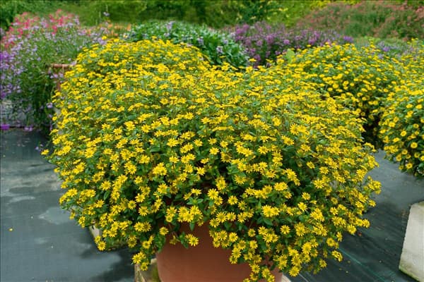 Sanvitalia speciosa Sunset in pot