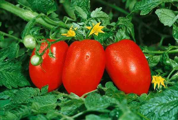 Lycopersicon esculentum var. esculentum Roma