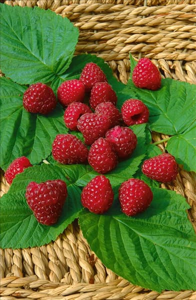 Rubus idaeus Zeva