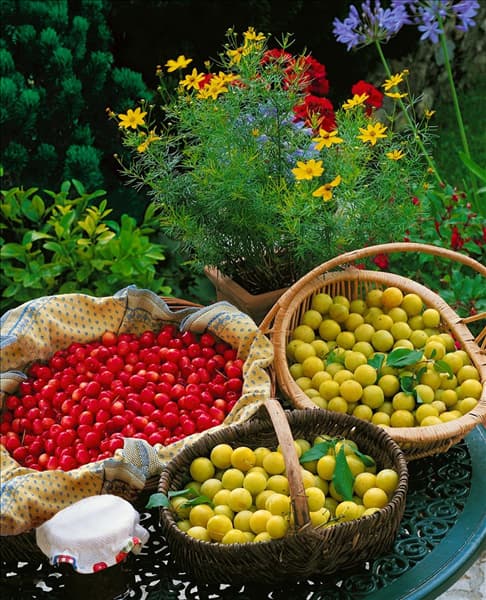 Steinobst Mischung / stone fruits mixed