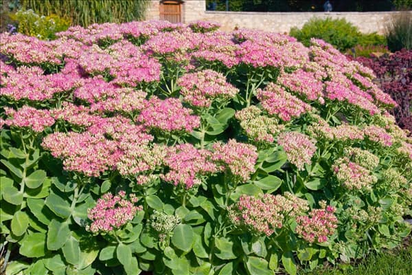 Sedum spectabile Rosenteller