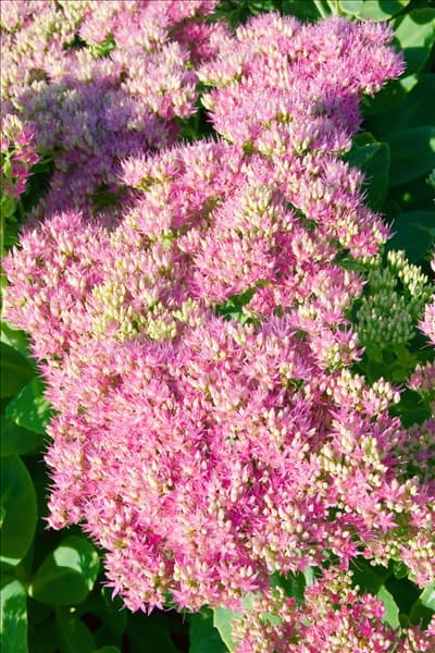 Sedum spectabile Rosenteller