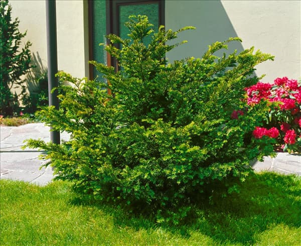 TAXUS BACCATA