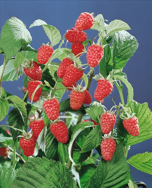 Rubus idaeus Type Schönemann