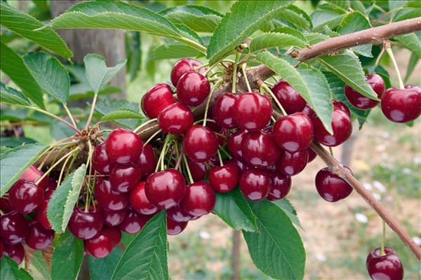 Kirsche / Prunus avium Halka