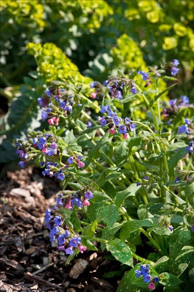 Pulmonaria officinalis Frühlingskleid