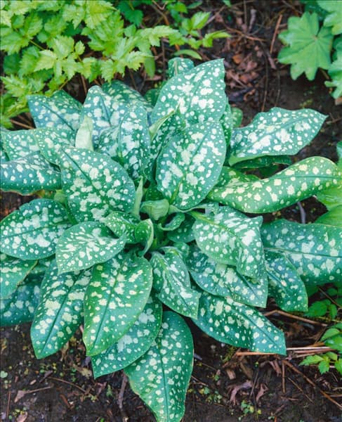 Pulmonaria officinalis White Wings