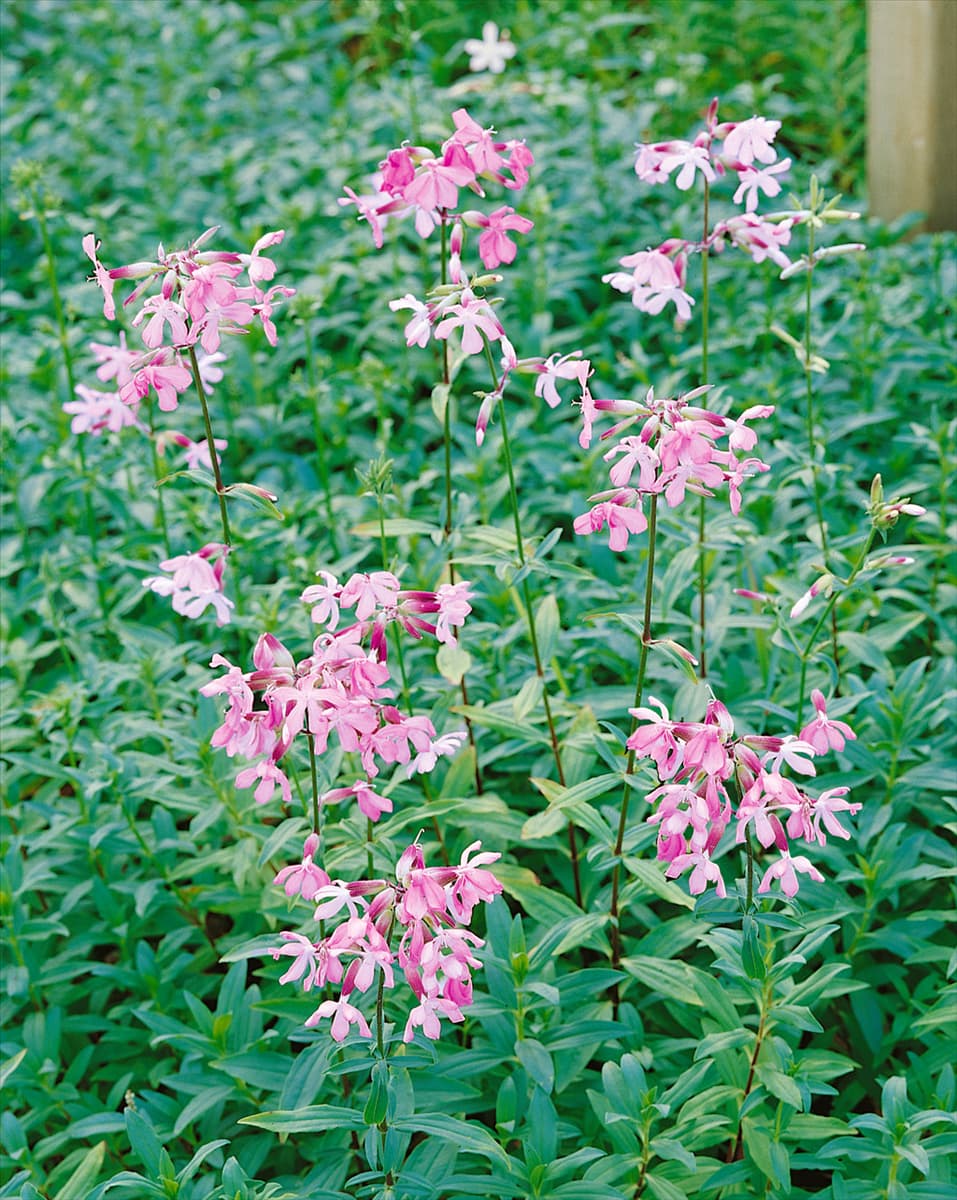 Saponaria officinalis