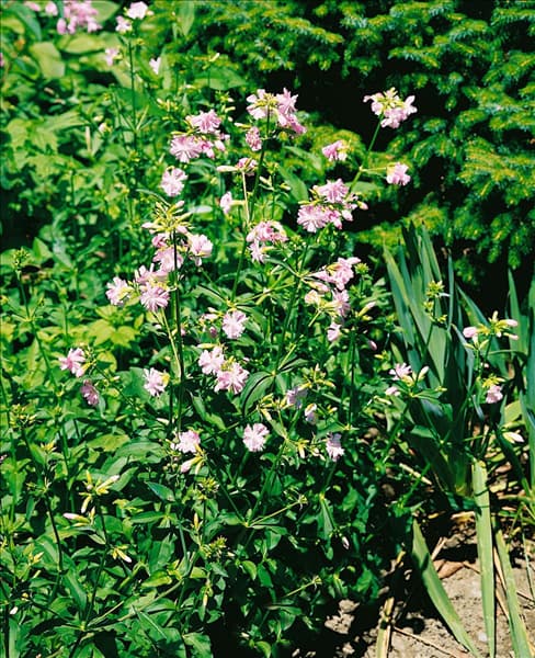 Saponaria officinalis