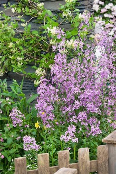 Saponaria officinalis